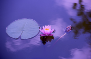 aquatic plant